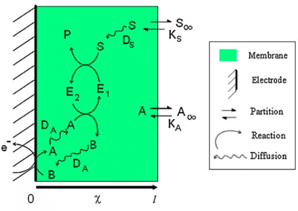 Mathematical modeling of diffusion and kinetics in amperometric immobilized enzyme electrodes
