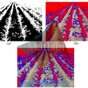 Automatic expert system for weedscrops identiﬁcation in images from maize ﬁelds