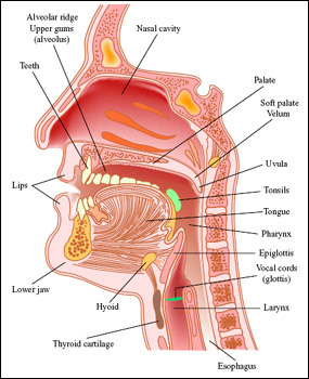 chp_vocal_tract